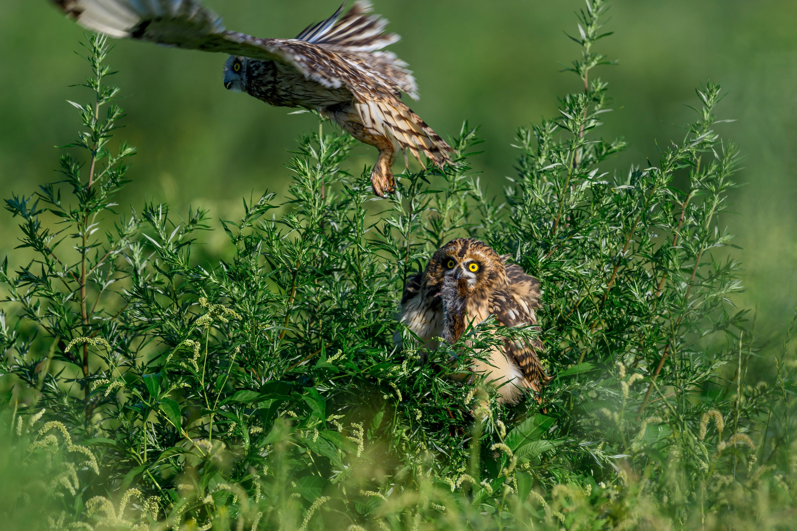 Битва сов и кормление совят. The Owl Battle and Feeding the Nestlings. Фотограф Сергей Пупонин