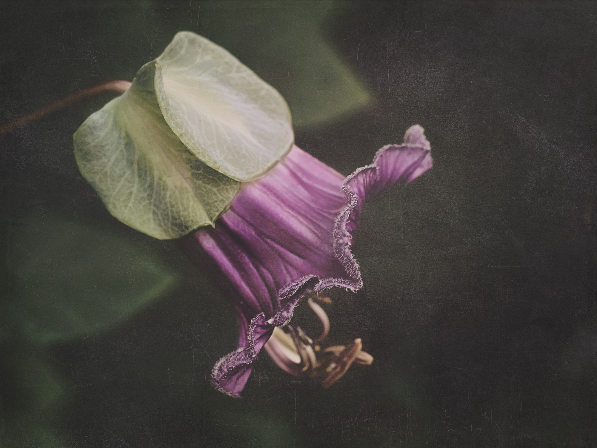 PINK VINTAGE. Eirene G | Photoartist | Flowers from my garden