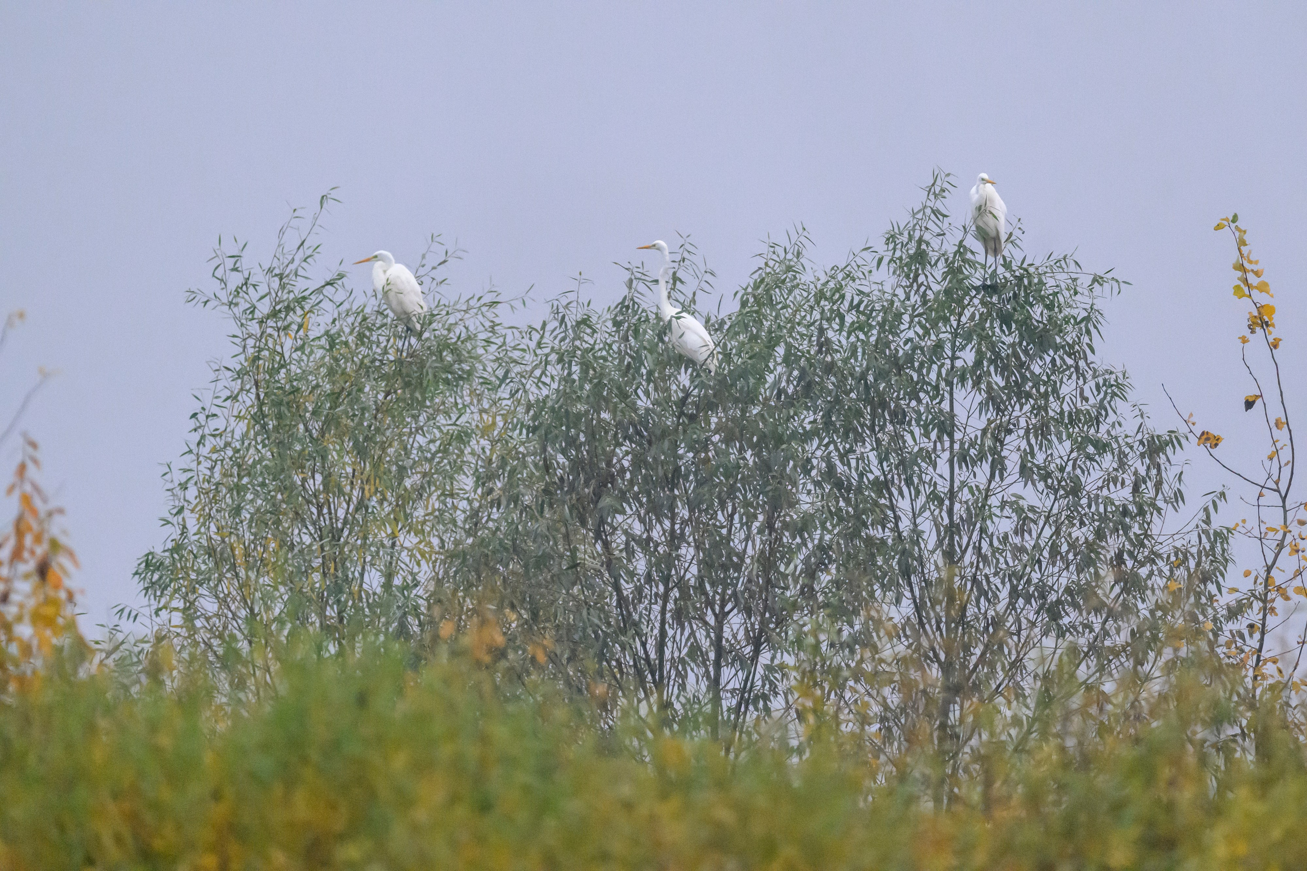 Водяной пастушок и кормовой стог ондатры. Wildlife photography by Sergey Puponin