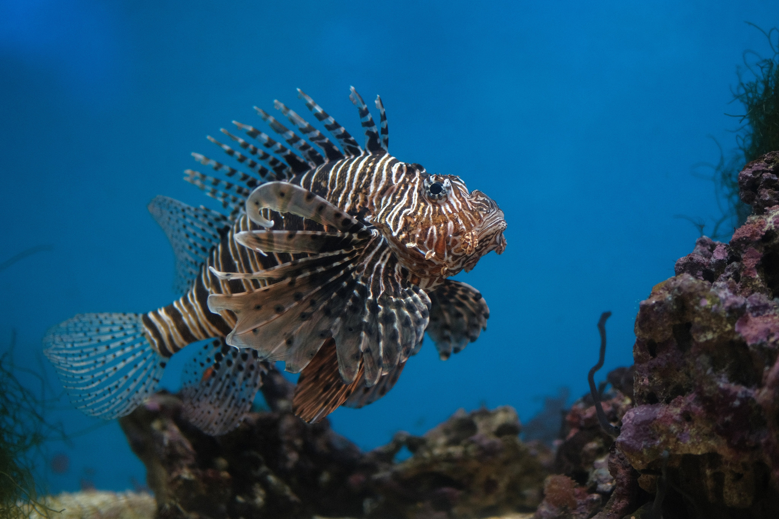 Москвариум ВДНХ, рыба-крылатка в аквариуме, экзотические морские рыбы и подводный мир