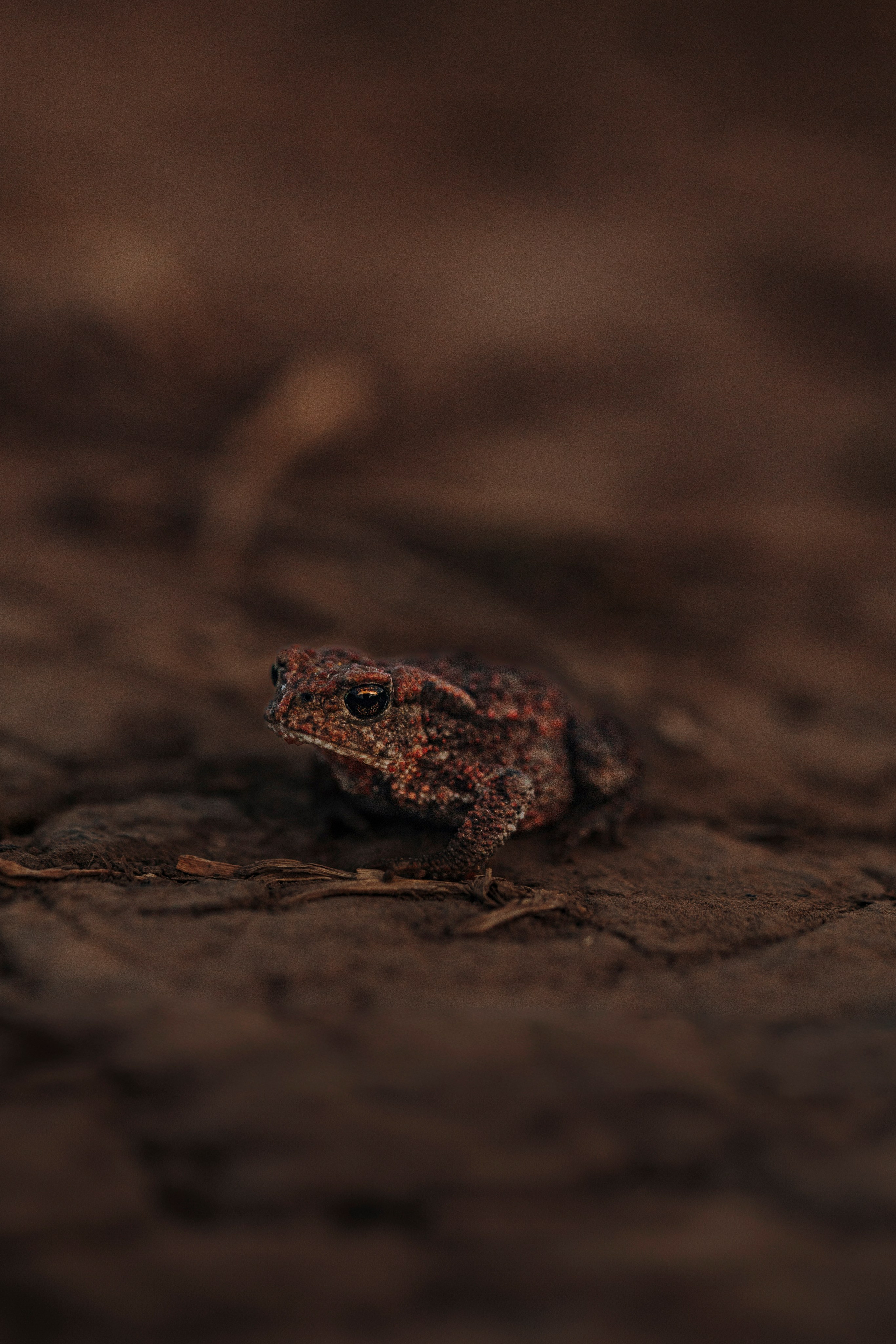 Анастасия Белаш