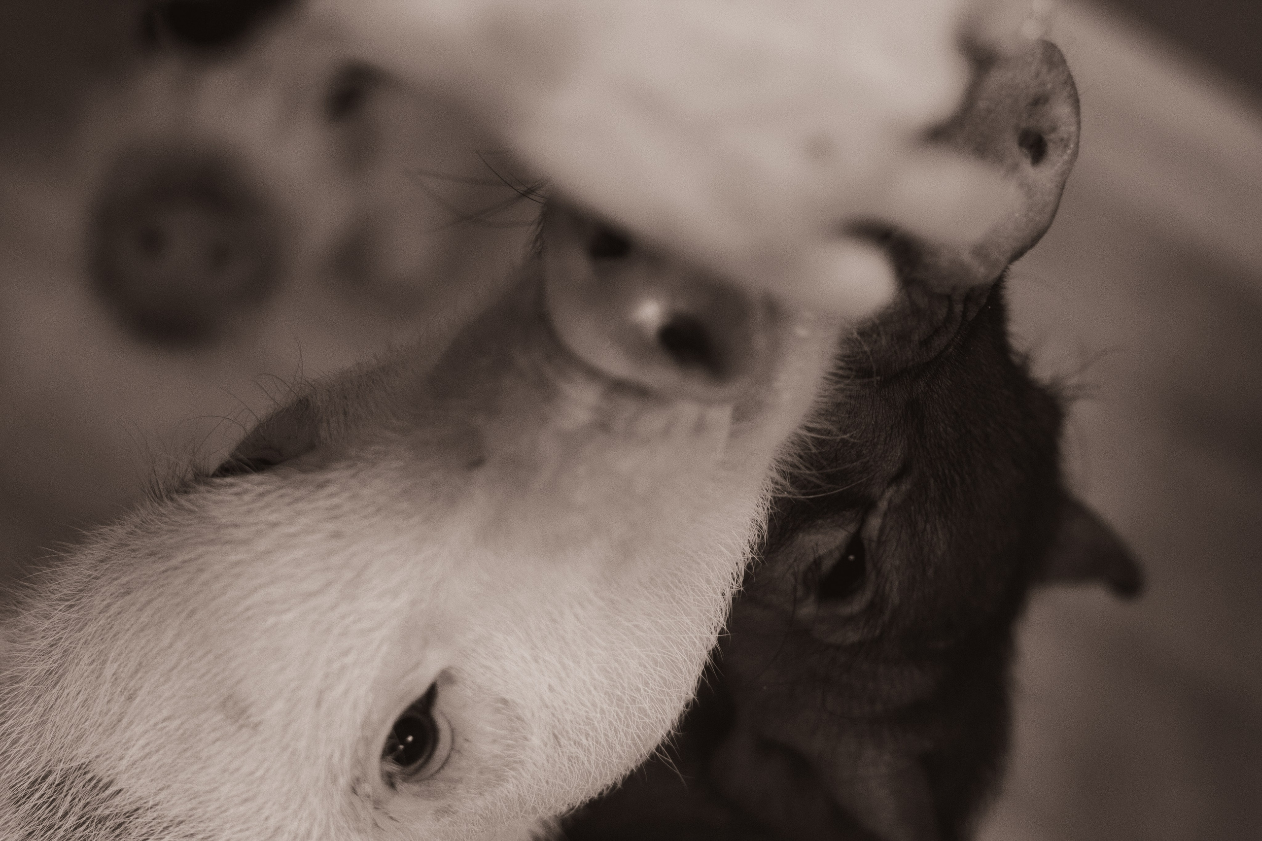 Хрюшки хрюшечные. Фотограф Москва, портрет, стрит, репортаж. Художественная фотосессия