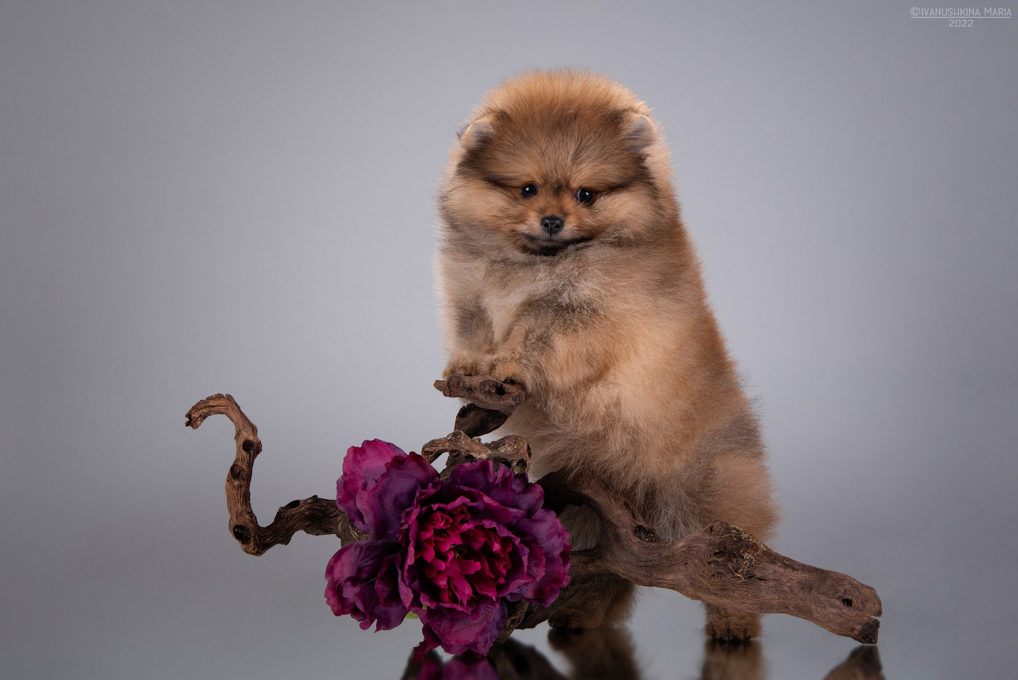 Фотосессия щенков на фонах. Фотограф собак в Москве и Московской области Иванушкина Мария