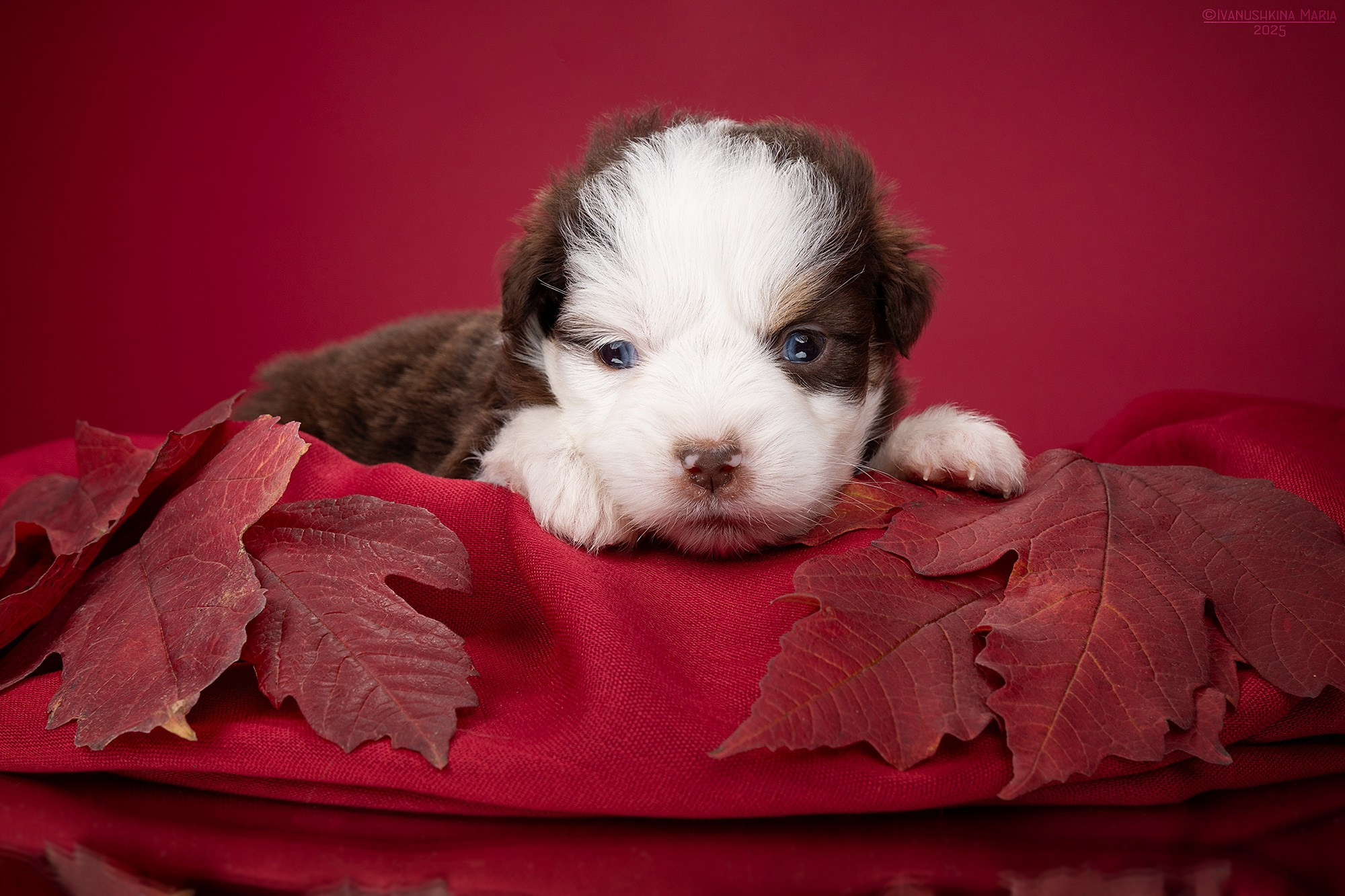 Фотосессия щенков на фонах. Фотограф собак в Москве и Московской области Иванушкина Мария