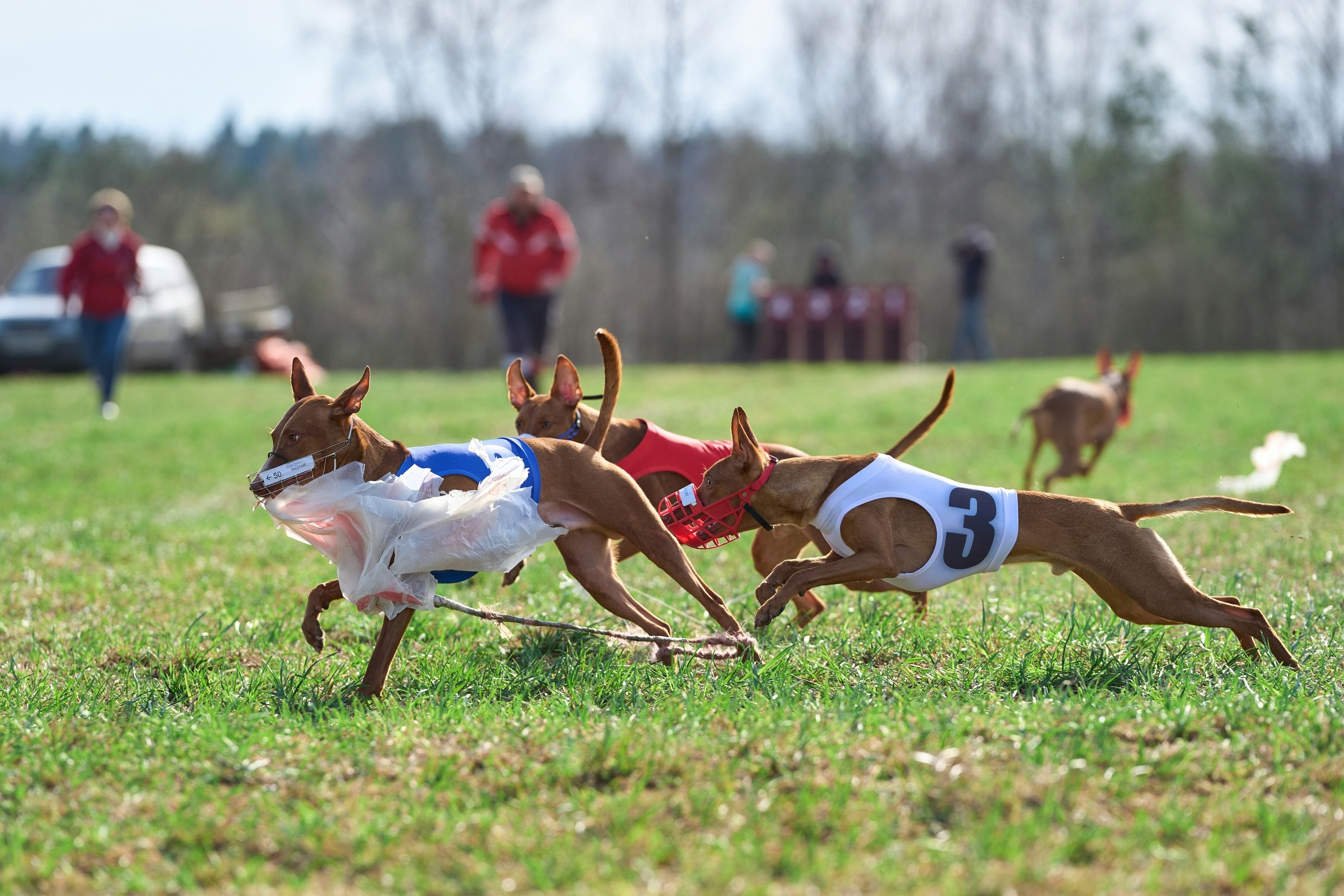 Квалификация по рейсингу. Фотограф-анималист Михаил Манухин
