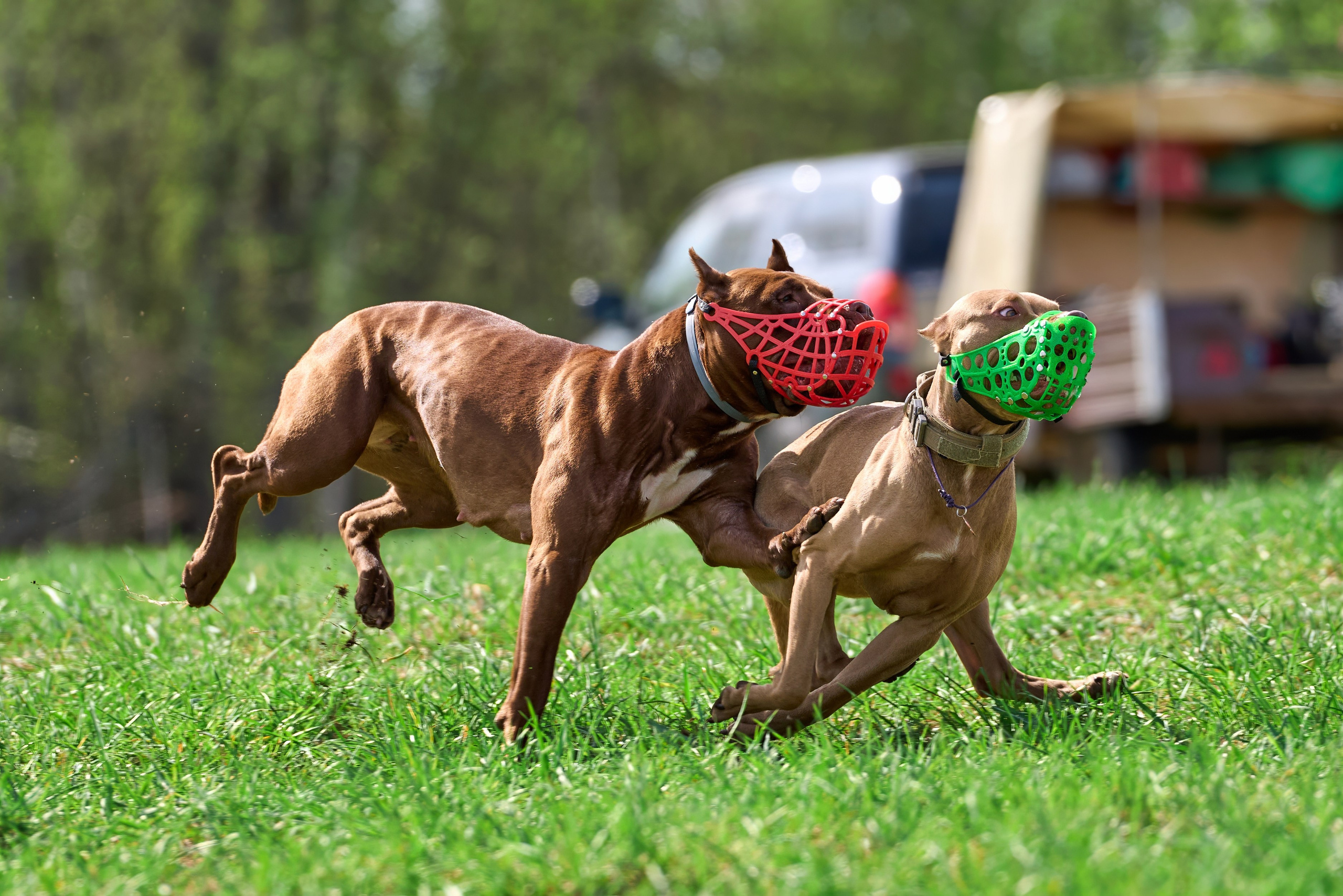 Тренировка по курсингу «на Ярославке». Фотограф-анималист Михаил Манухин