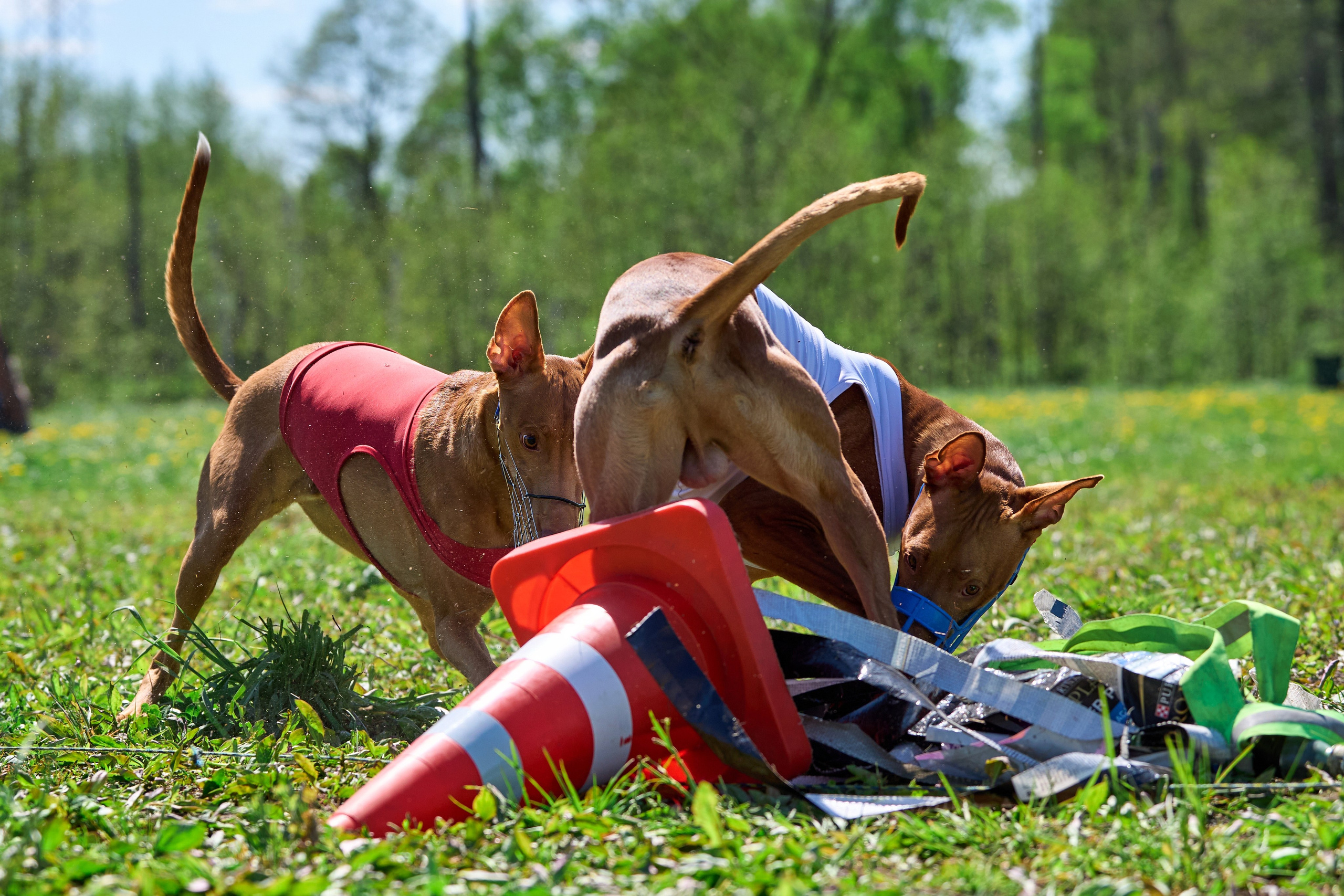 Квалификация по курсингу Донино. Фотограф-анималист Михаил Манухин