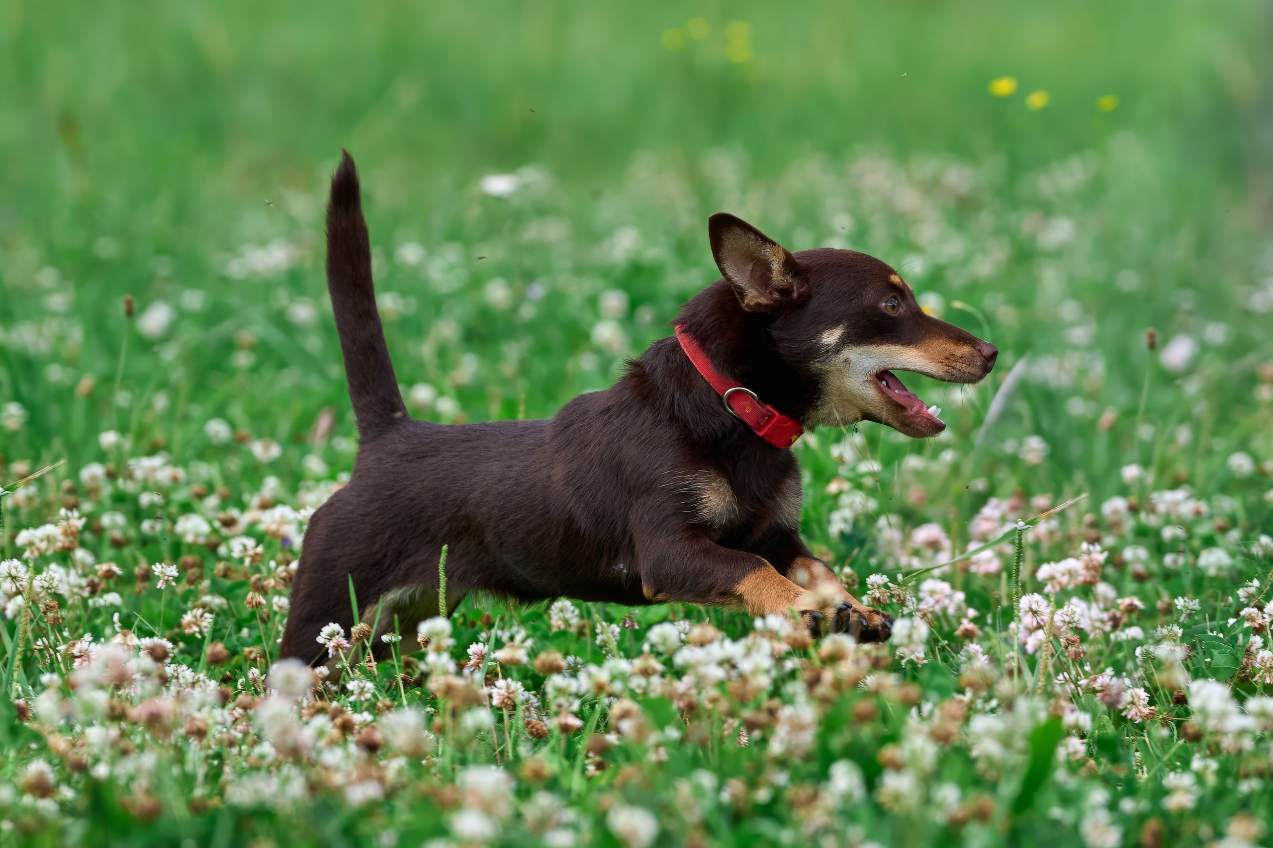 Тренировка по курсингу в Донино. Фотограф-анималист Михаил Манухин