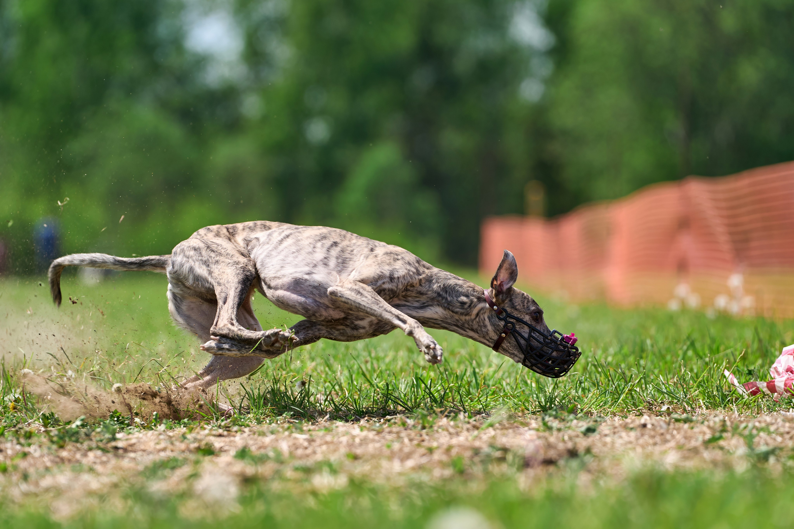Квалификация по рейсингу. РАЛББ и Курсинг на Ярославке. Фотограф-анималист Михаил Манухин