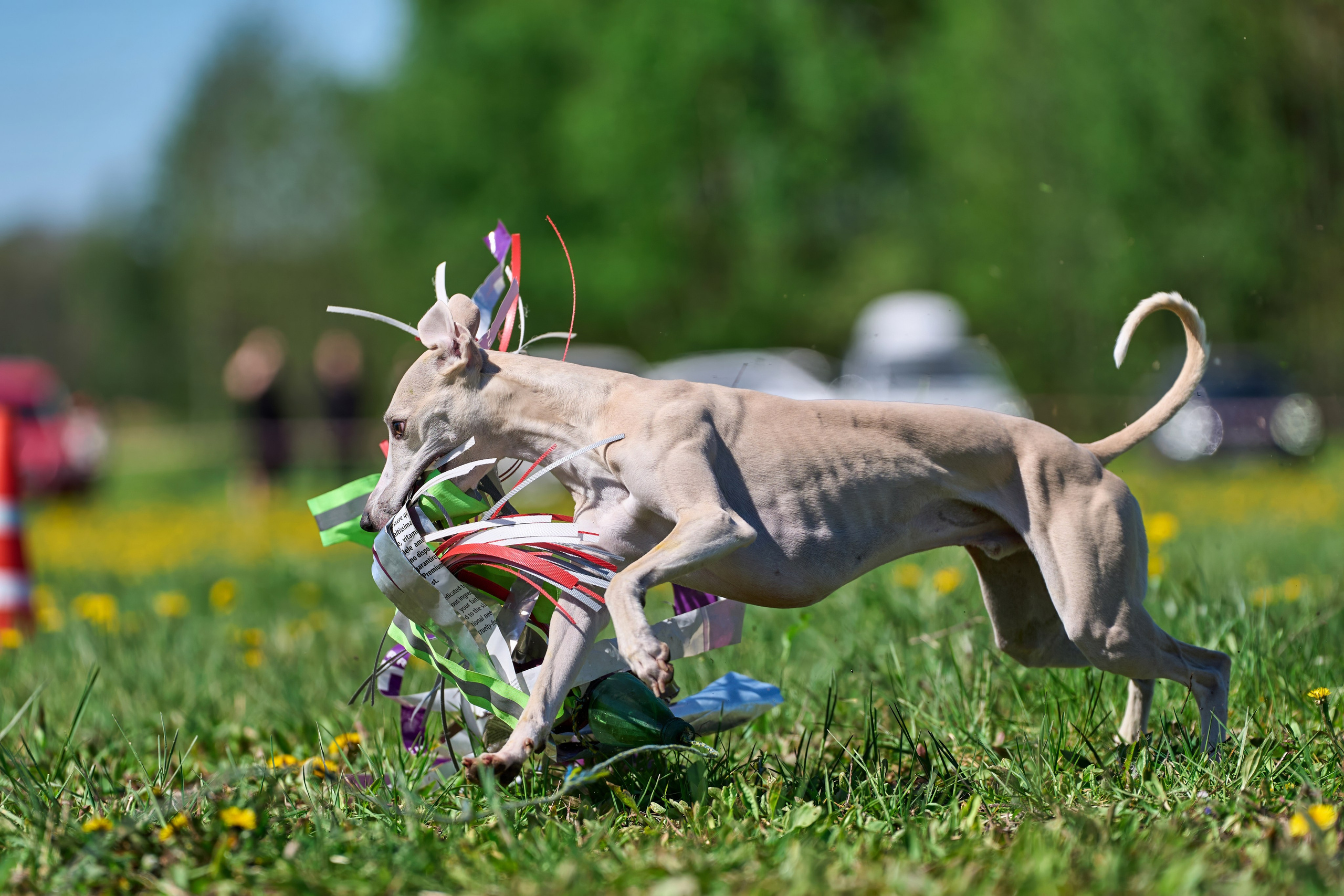 Квалификация по курсингу Донино. Фотограф-анималист Михаил Манухин