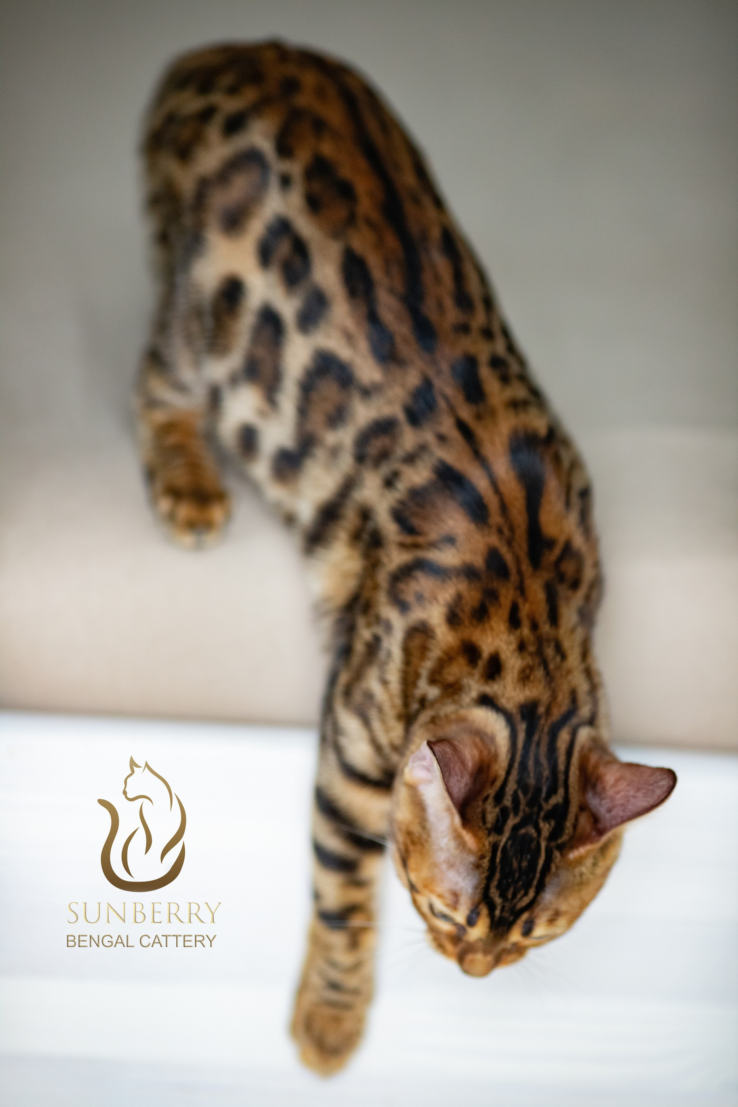 Бенгальские кошки розетка на золоте BEN n 24