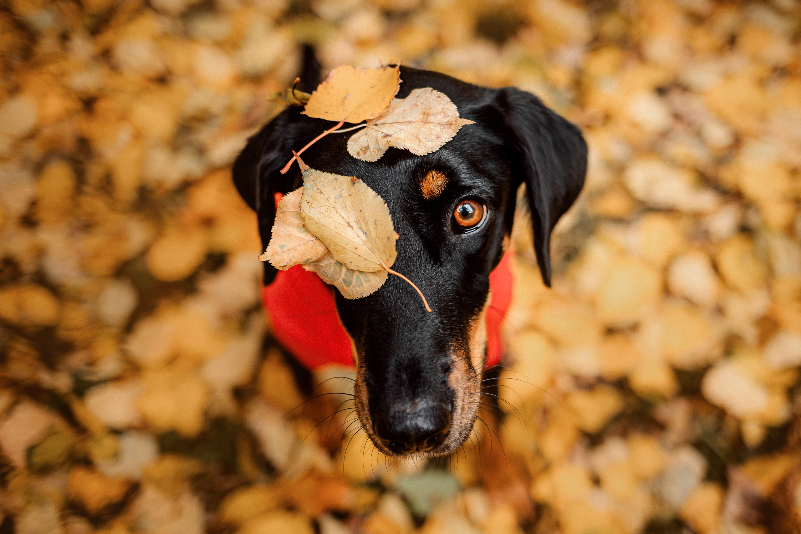 Как фотографировать домашних животных? Как фотографировать собак?