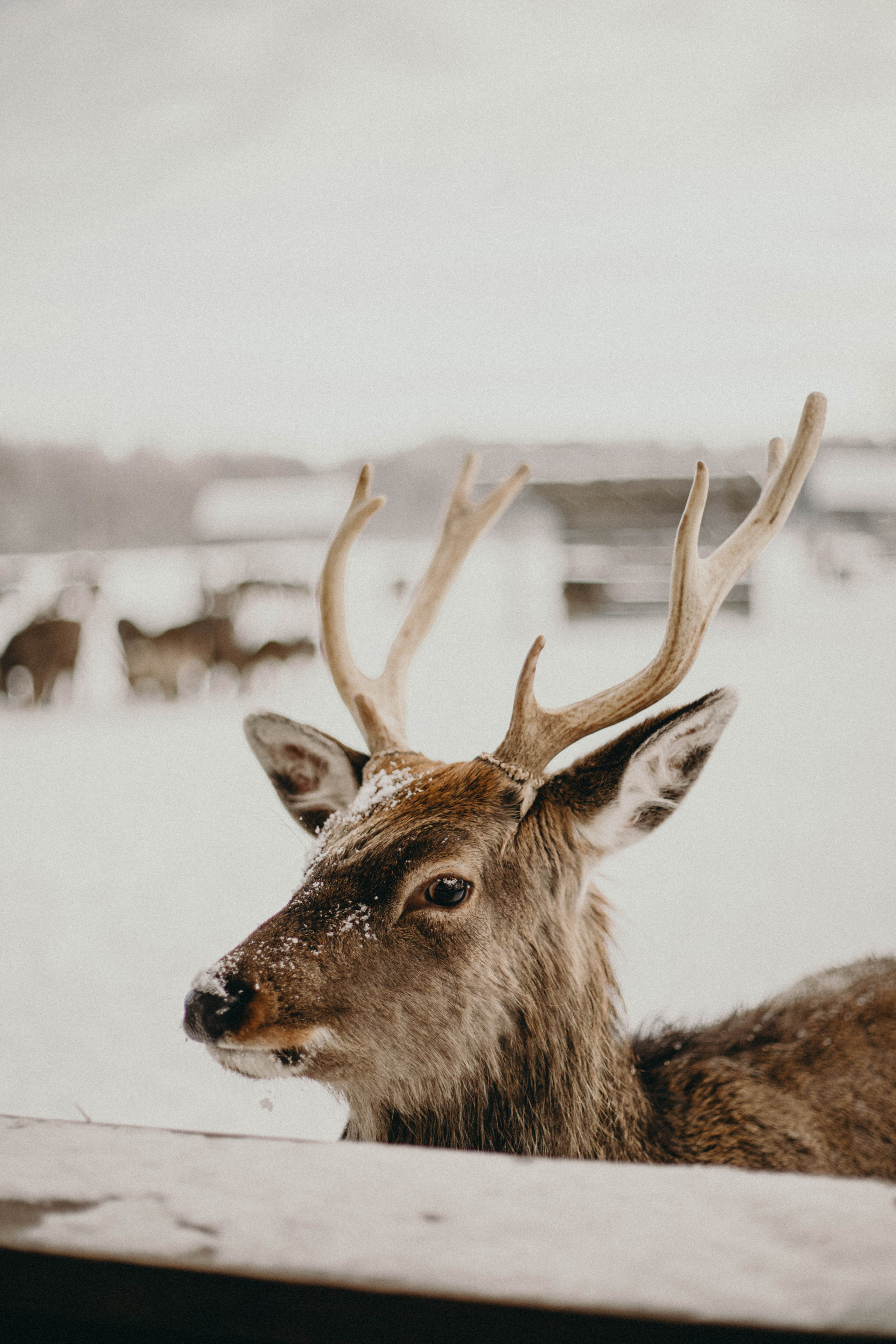 Фотограф Каролина