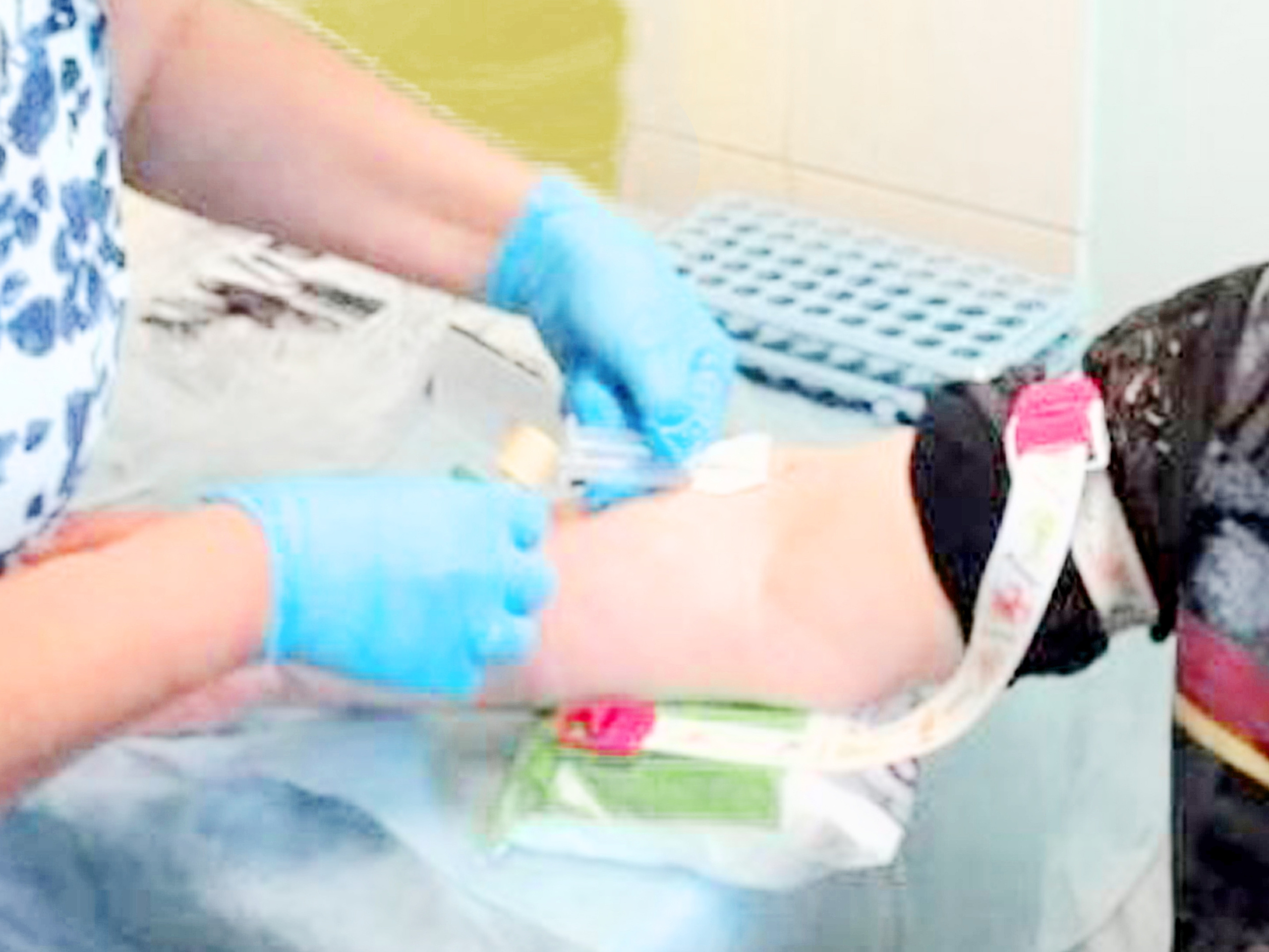 Dogs. Alexander Zorin