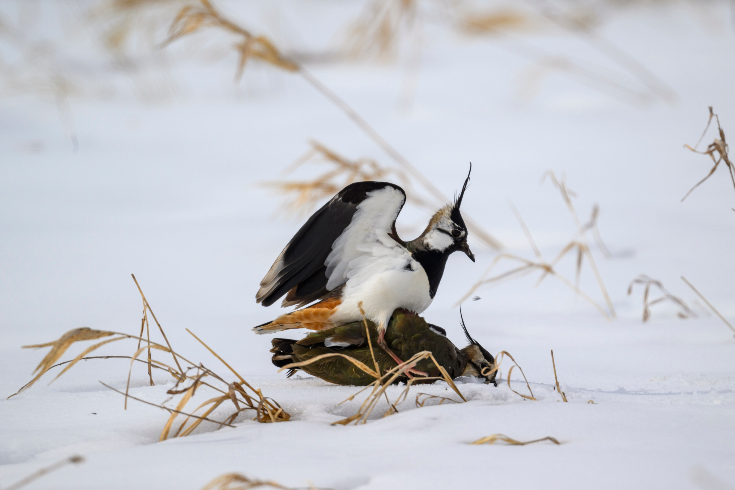 Сова, журавли и свадьба чибисов. Wildlife photography by Sergey Puponin
