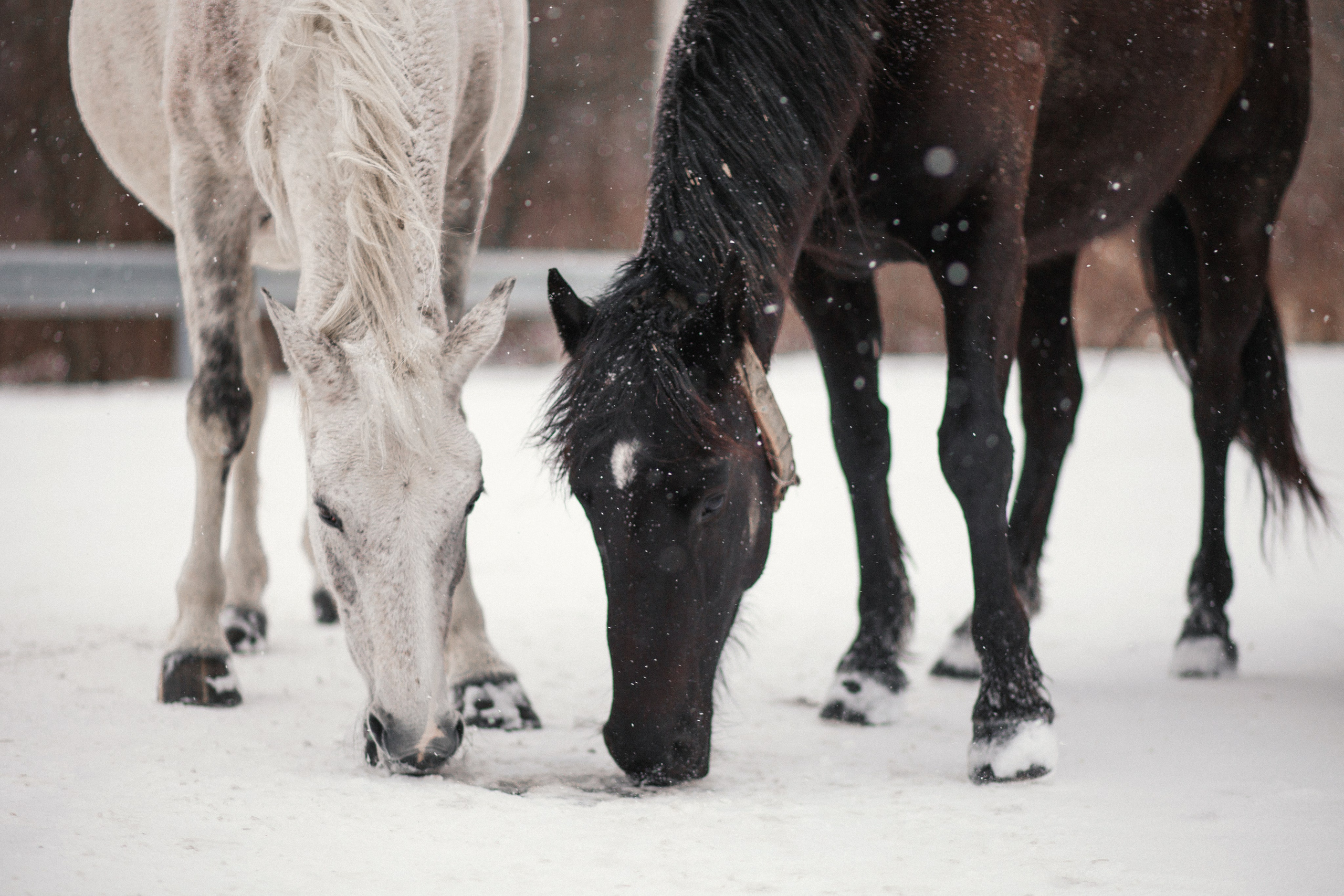 Улицы Люди на улицах Природа Животные — фотограф Оля Волчкова