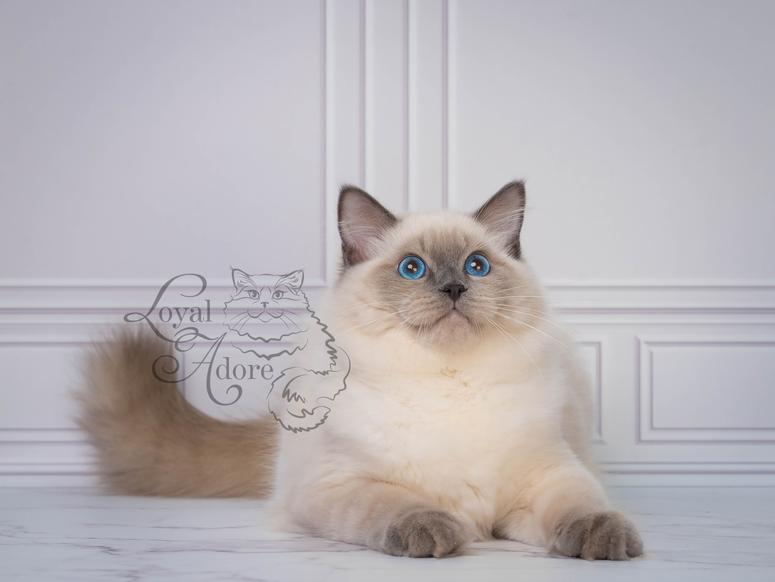 Все свободные котята. Питомник рэгдолл Loyal Adore