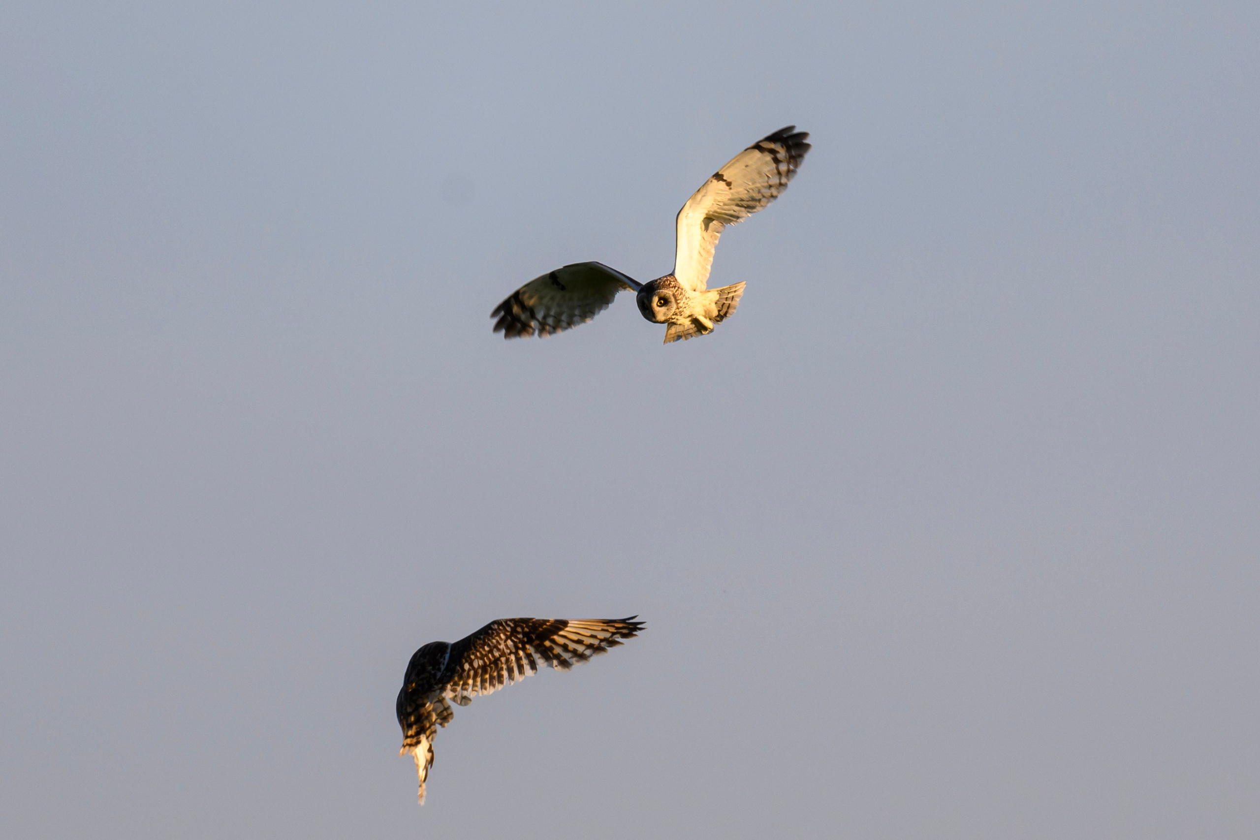 Битва сов и кормление совят. The Owl Battle and Feeding the Nestlings. Фотограф Сергей Пупонин