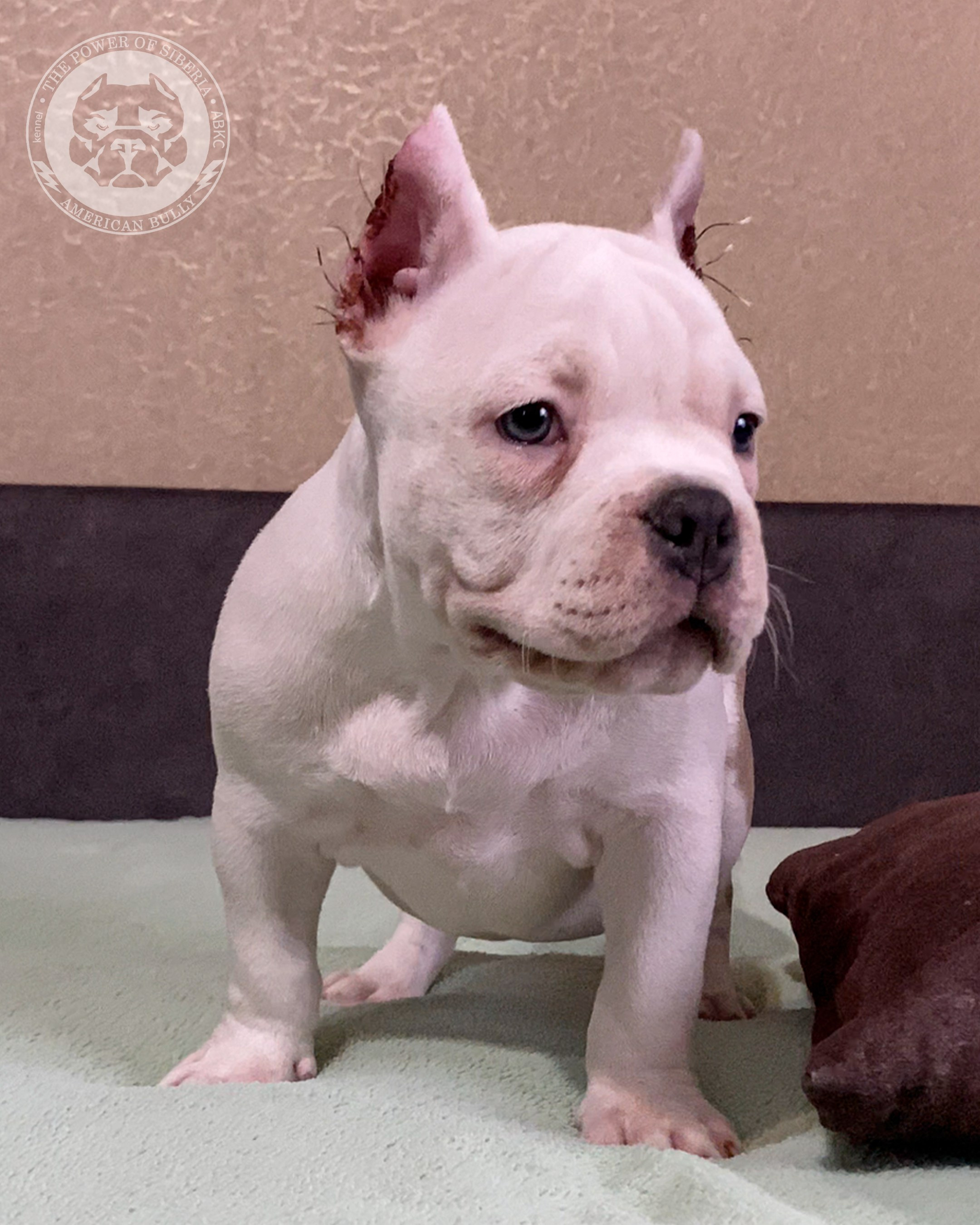 Помет Турук и Мия 13.12.25. Американский Булли в г. Ростов-на-Дону. Питомник THE POWER OF SIBERIA