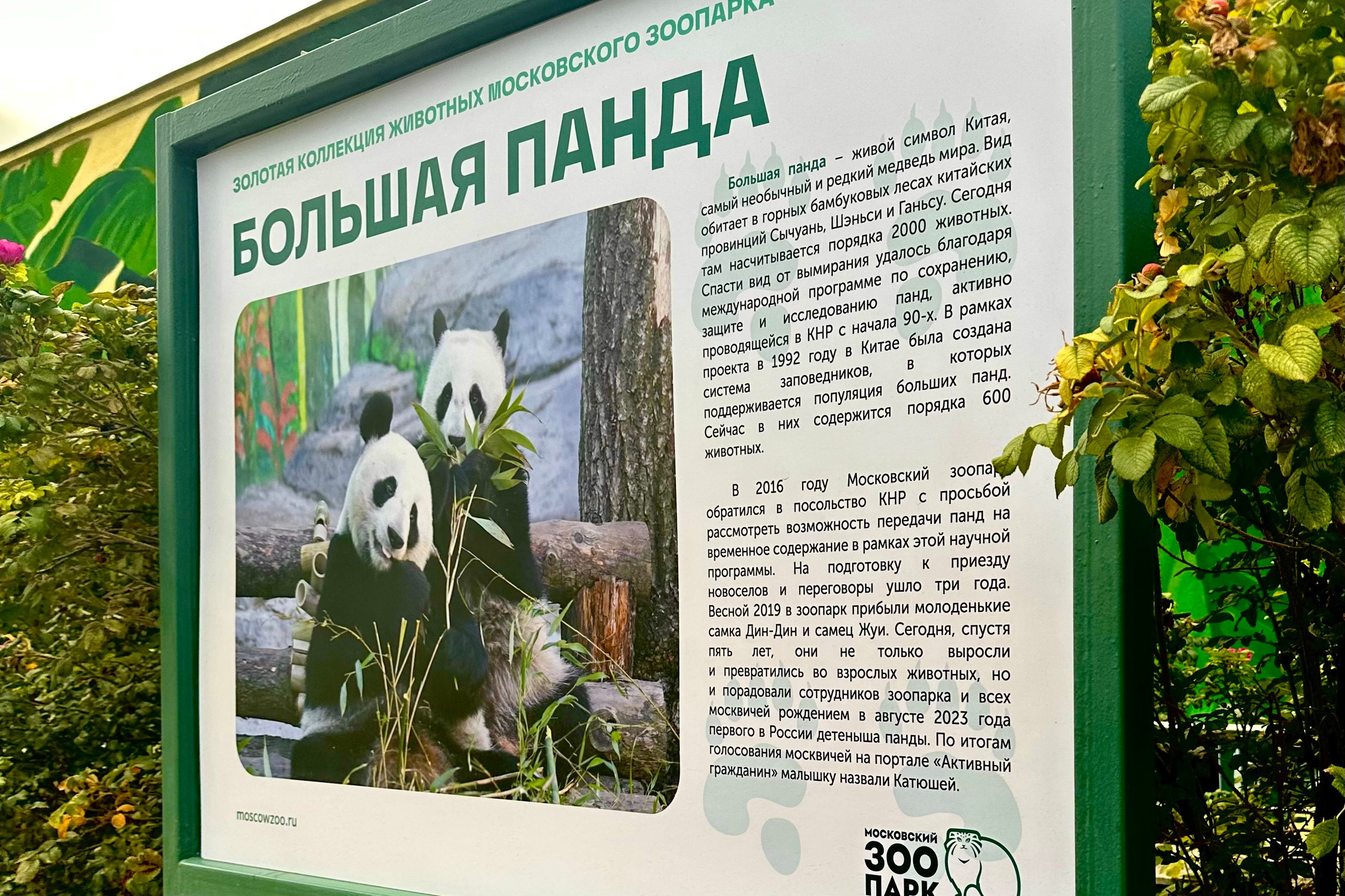 Открытие Недели панды Катюши в связи с её трёхлетним днём рождения в Московском зоопарке