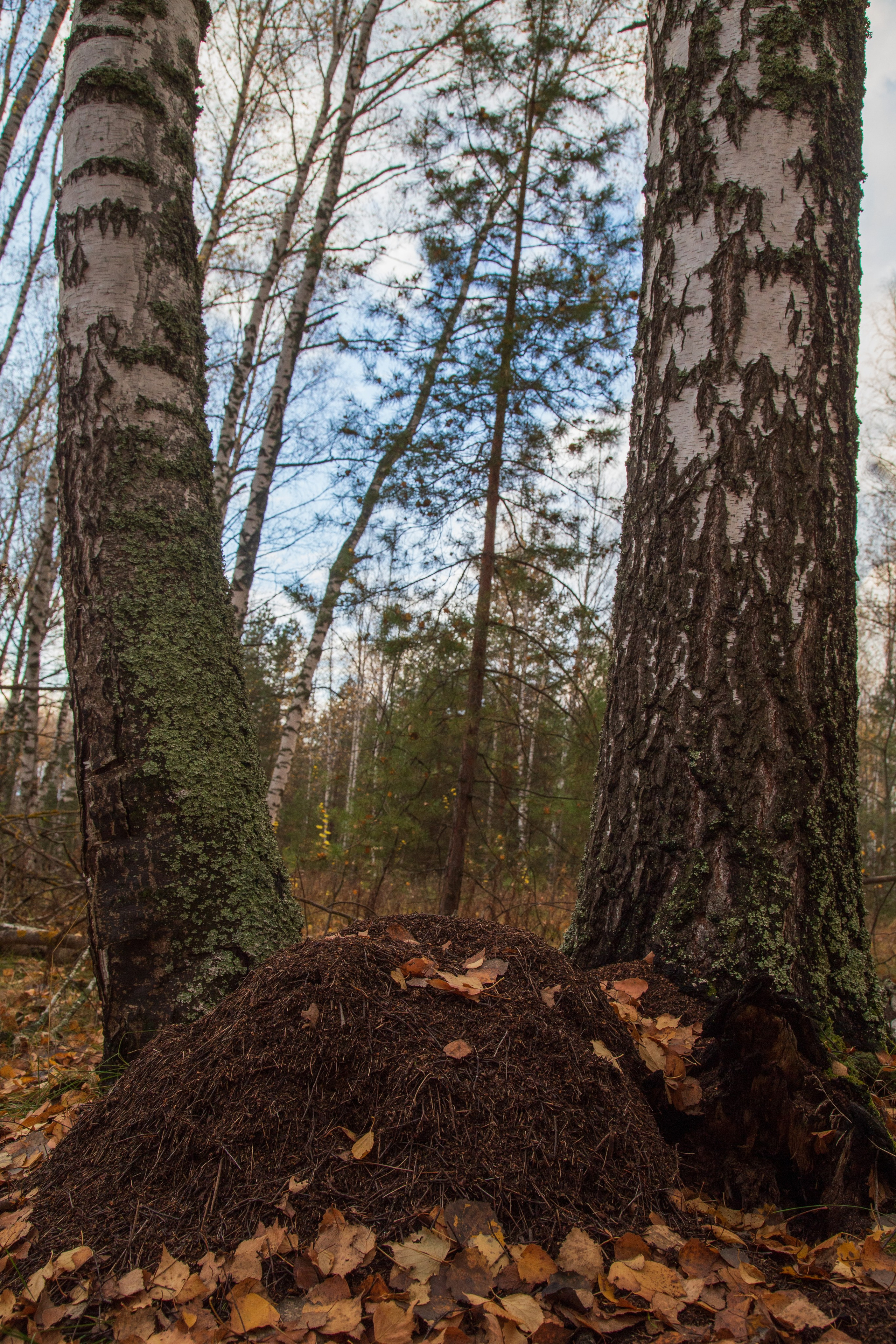 ТВОРЧЕСТВО. Творческая студия АЛНИфото
