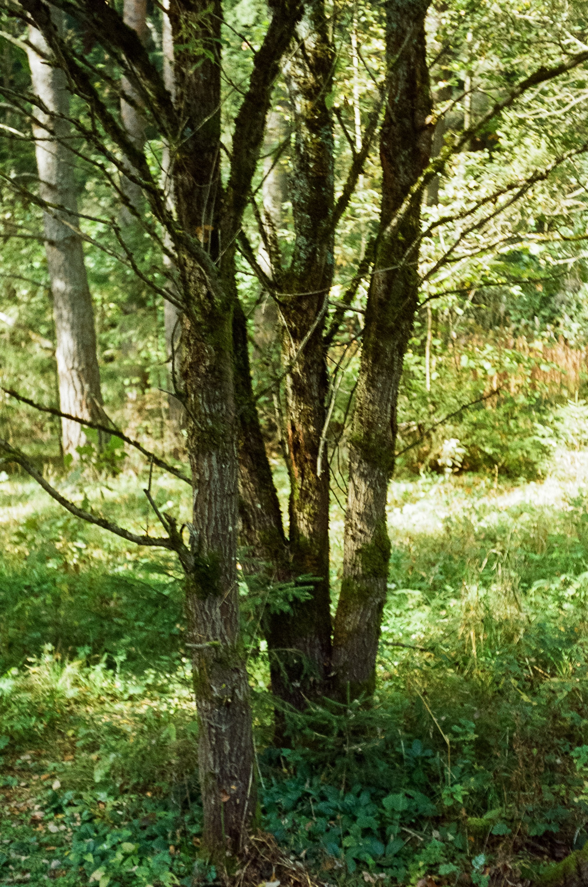 Voigtlander Vitessa / Color-Skopar 50 mm f/3.5 / Kodak Gold 100 (просрочка)