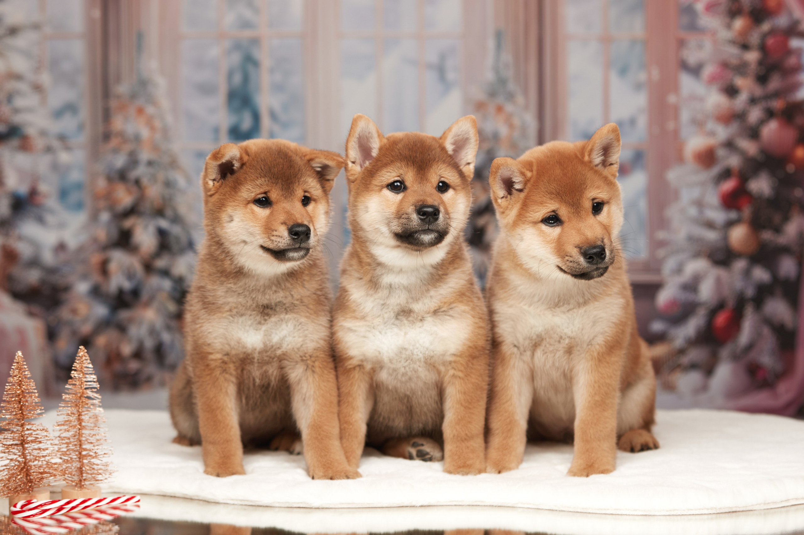 Малыши чихуахуа готовятся к Новому году. Новая коллекция праздничных фонов. ФОТОГРАФ-АНИМАЛИСТ l LANA POLYAKOVA