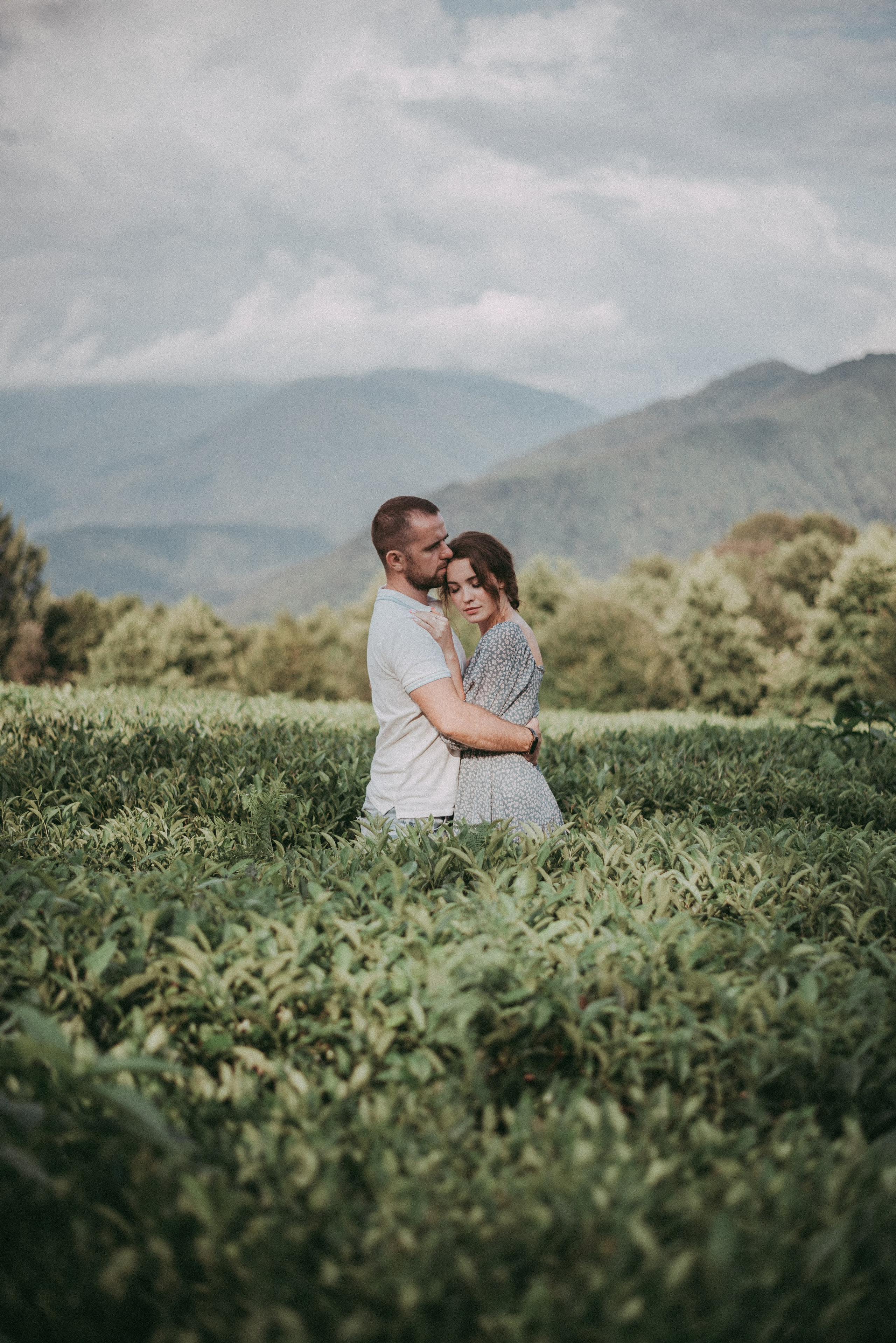 Чайные плантации Солох-аул. Фотограф в Сочи — Маргарита Поганова