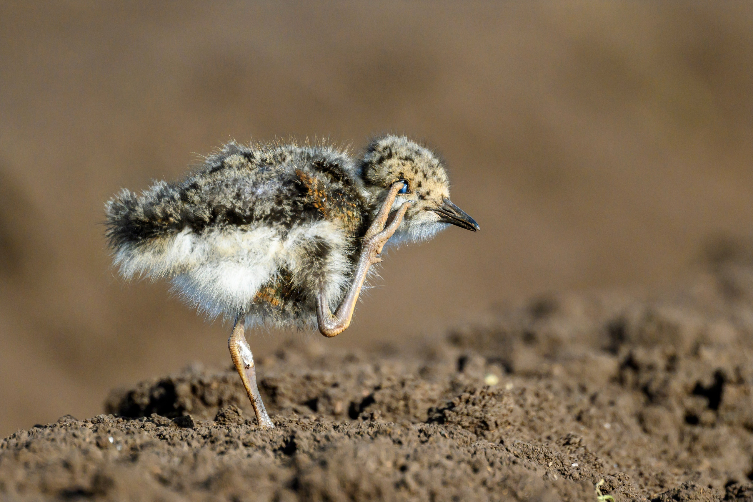 Лето. Фотограф Сергей Пупонин