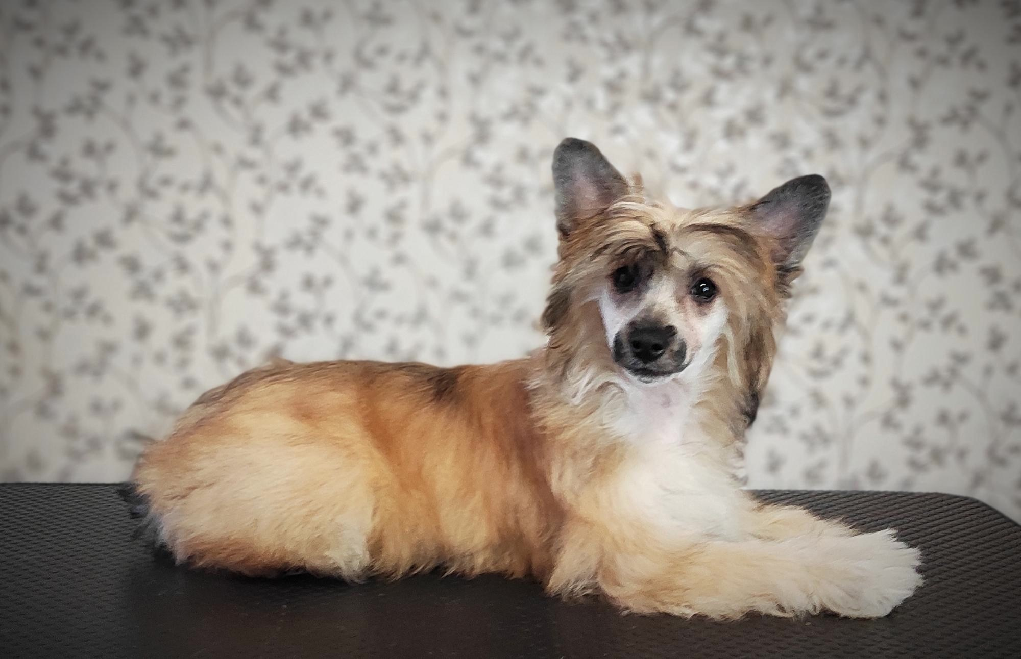 Poale Ell Chester Becomes a Dad for the First Time. Chinese Crested Dog Kennel Poale Ell