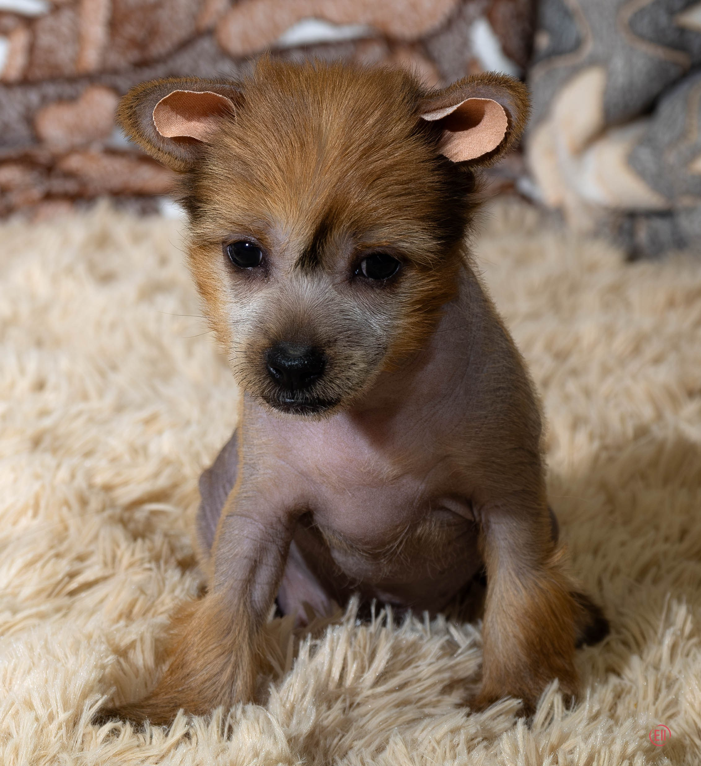 Poale Ell Gloria. Chinese Crested Dog Kennel Poale Ell