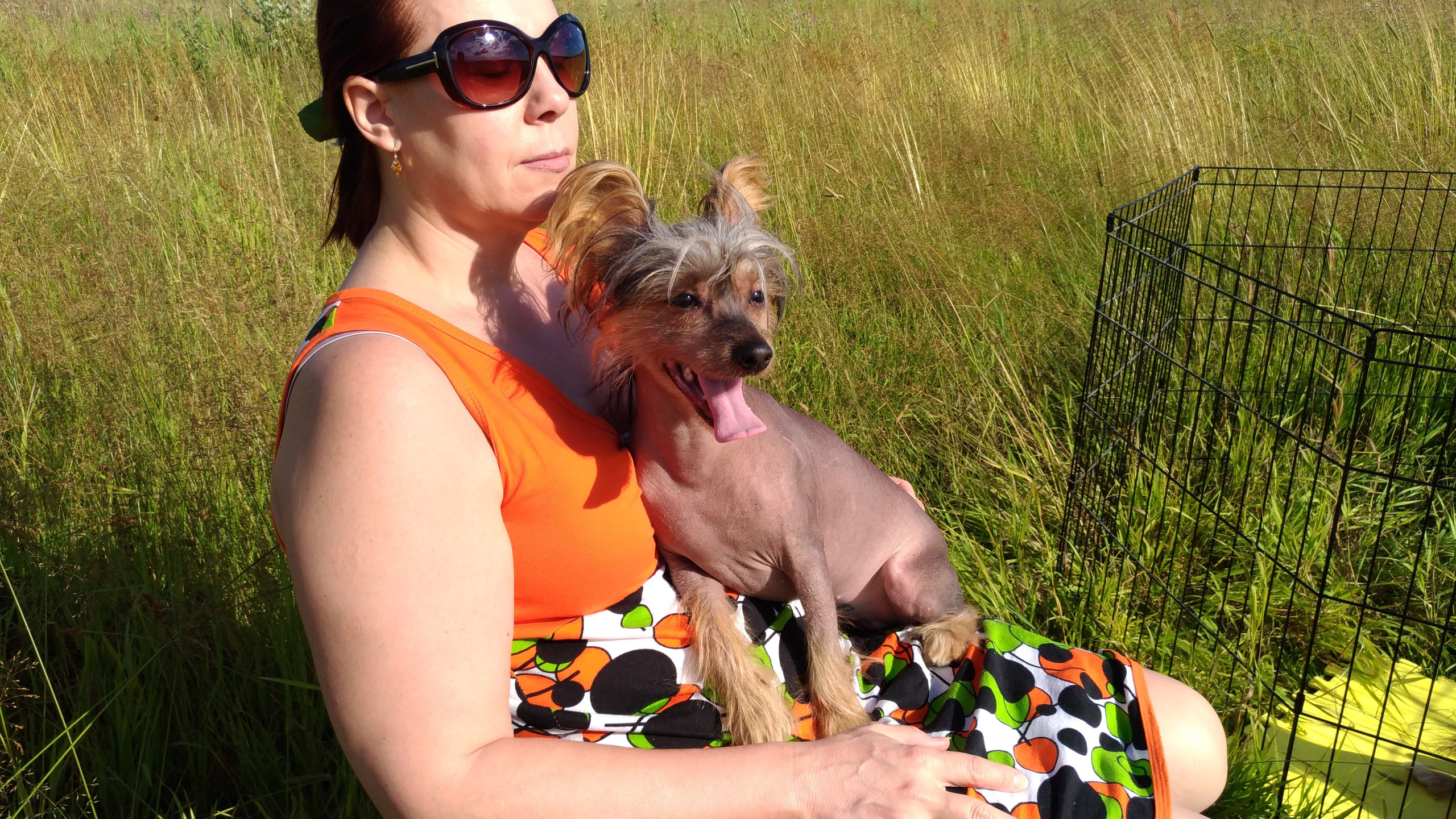 В поле под присмотром сокола. Питомник китайских хохлатых собак Poale Ell: купить щенка в питомнике