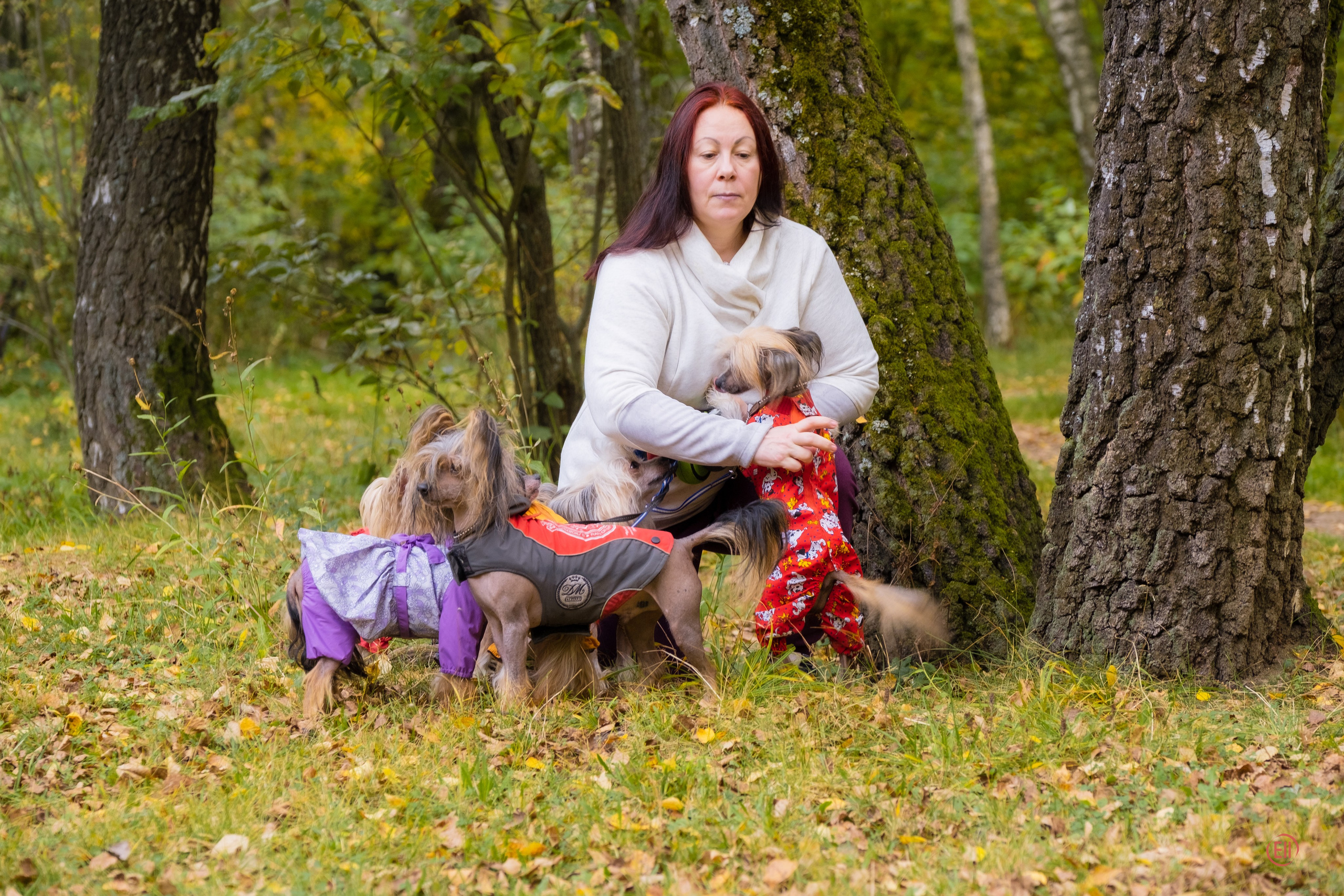 Morning walk in the park. Chinese Crested Dog Kennel Poale Ell