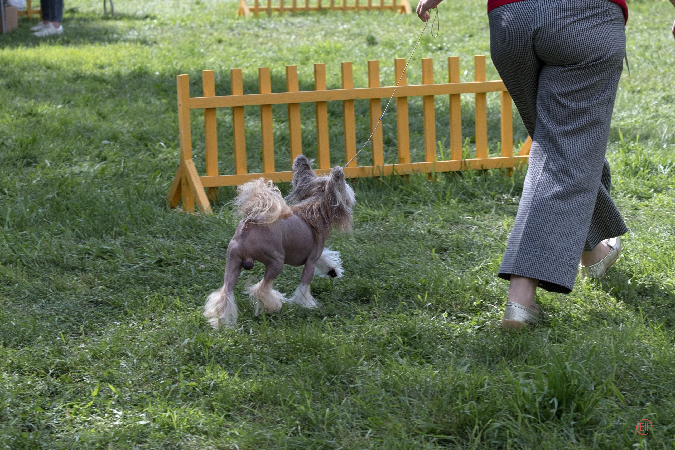Липецк. Выставка собак. Питомник китайских хохлатых собак Poale Ell: купить щенка