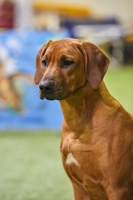Нала. Родезийские Риджбеки в Санкт-Петербурге