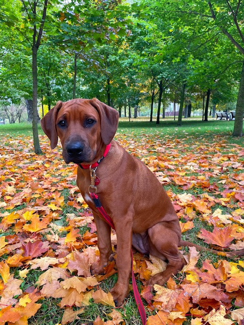 Нала. Родезийские Риджбеки в Санкт-Петербурге