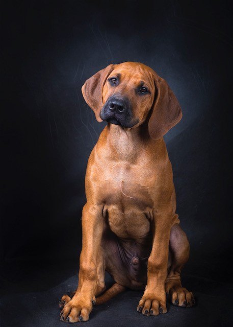 Помет Northern Lights. Родезийские Риджбеки в Санкт-Петербурге