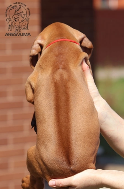 Помет Northern Lights. Родезийские Риджбеки в Санкт-Петербурге