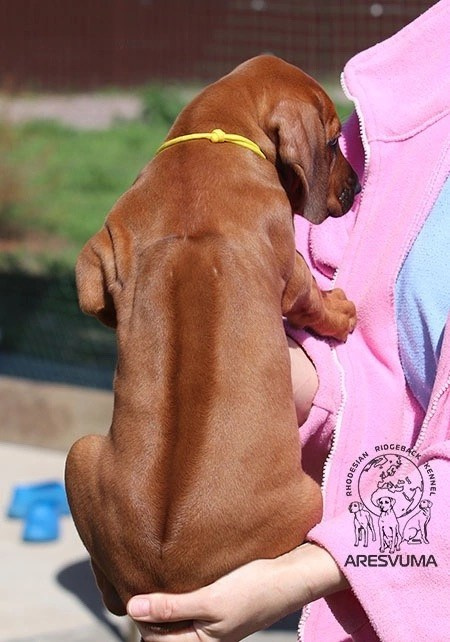 Помет Northern Lights. Родезийские Риджбеки в Санкт-Петербурге