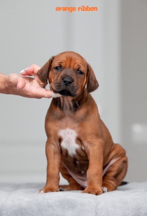 Помет Hakuna Matata. Родезийские Риджбеки в Санкт-Петербурге