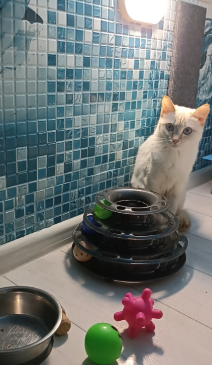 Чуча и Шкода — скромные исследователи. Гостиница для кошек Усики и хвостики, Красноярск