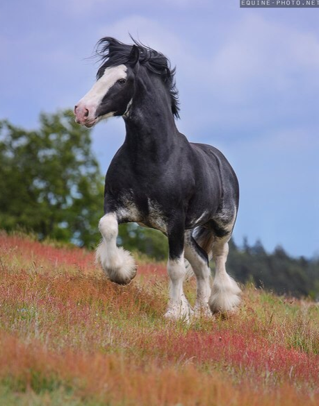 Лошади. Свадебный и портретный фотограф Москва
