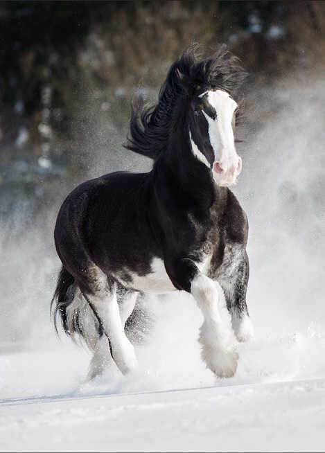 Лошади. Свадебный и портретный фотограф Москва