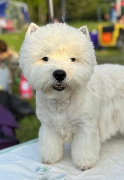 Щенки 14.01.2025. Питомник собак породы вест хайленд вайт терьер в Москве