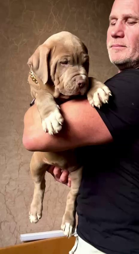 Все свободные щенки. Американские булли XL в г. Калининград. Питомник Great Bully UNIVERSE