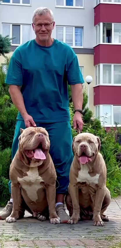 GBU ESKOBAR. Американские булли XL в г. Калининград. Питомник Great Bully UNIVERSE