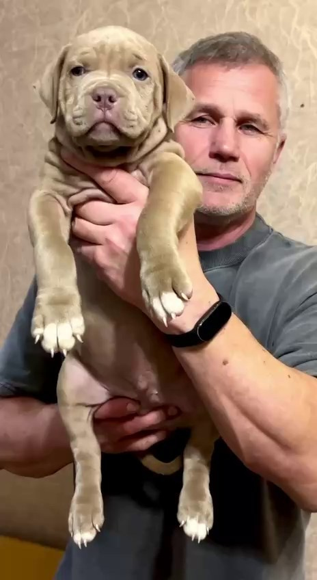 Все свободные щенки. Американские булли XL в г. Калининград. Питомник Great Bully UNIVERSE