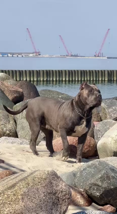 GBU Lakshmi. Американские булли XL в г. Калининград. Питомник Great Bully UNIVERSE