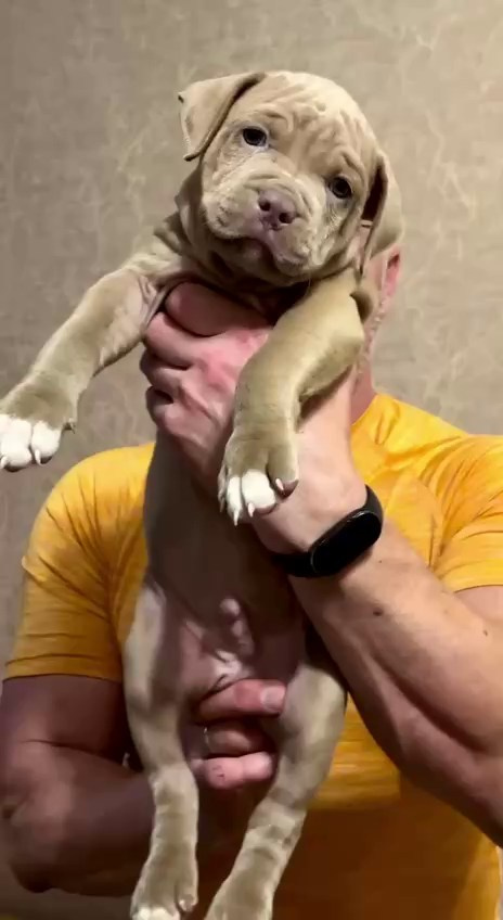 Все свободные щенки. Американские булли XL в г. Калининград. Питомник Great Bully UNIVERSE