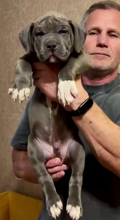 Все свободные щенки. Американские булли XL в г. Калининград. Питомник Great Bully UNIVERSE